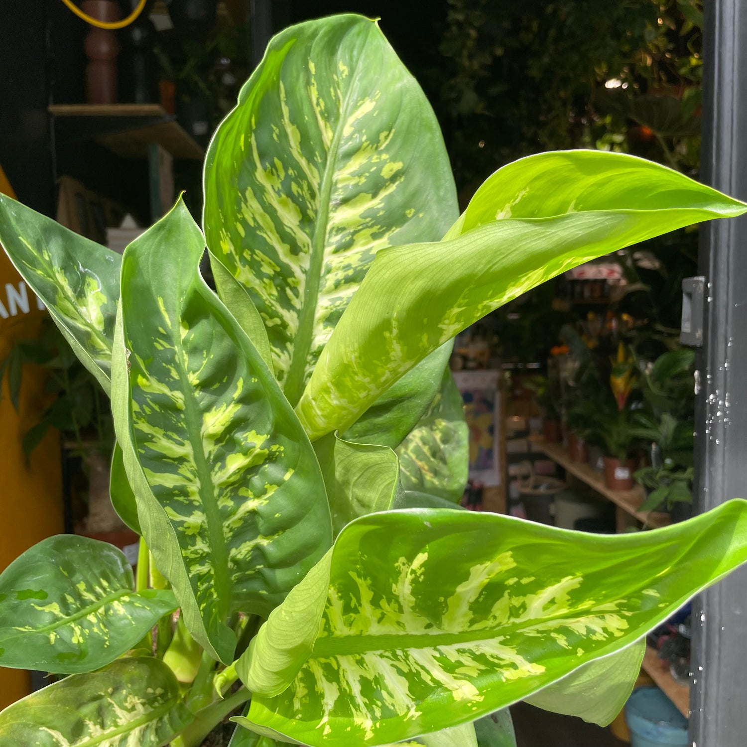 A Dieffenbachia Reeva plant also know as a Dumb Cane in front of Urban Tropicana&