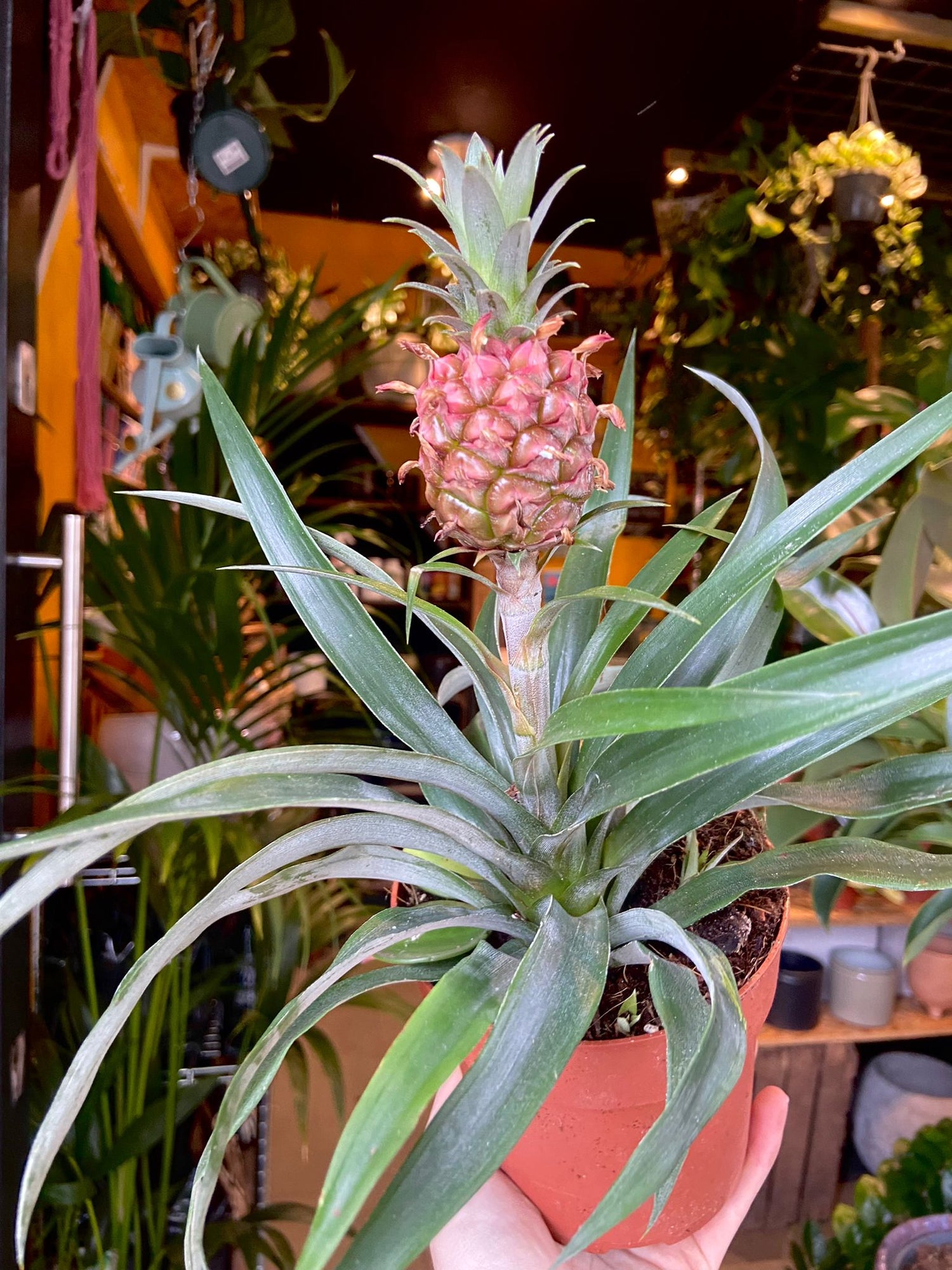 A Ananas Amigo plant also know as  Pineapple Plant in front of Urban Tropicana&