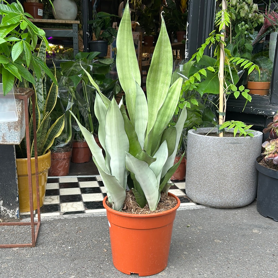 A Sansevieria Moonshine plant also know as a Snake Plant in front of Urban Tropicana&