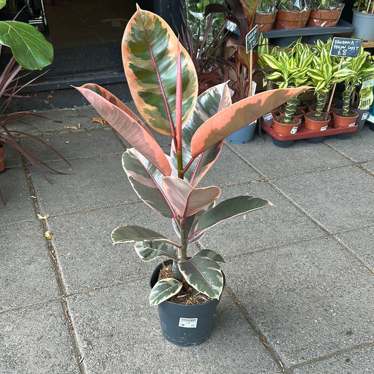 A Ficus Belize plant in front of Urban Tropicana&