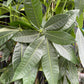 A Pachira Aquatica plant also know as a Money Tree in front of Urban Tropicana&