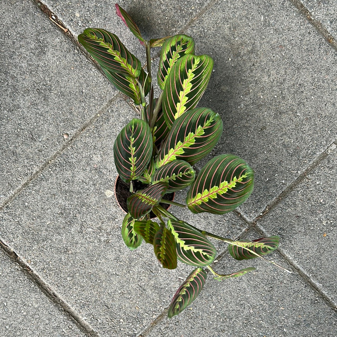 A Maranta Fascinator plant also known as a prayer plant in front of Urban Tropicana&