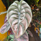 An Alocasia Cuprea ‘Red Secret’ plant also know as a Jewel Alocasia in front of Urban Tropicana&
