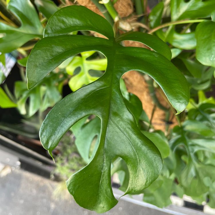 A Rhaphidophora Tetrasperma leaf also know as a Monstera Minima leaf in front of Urban Tropicana&
