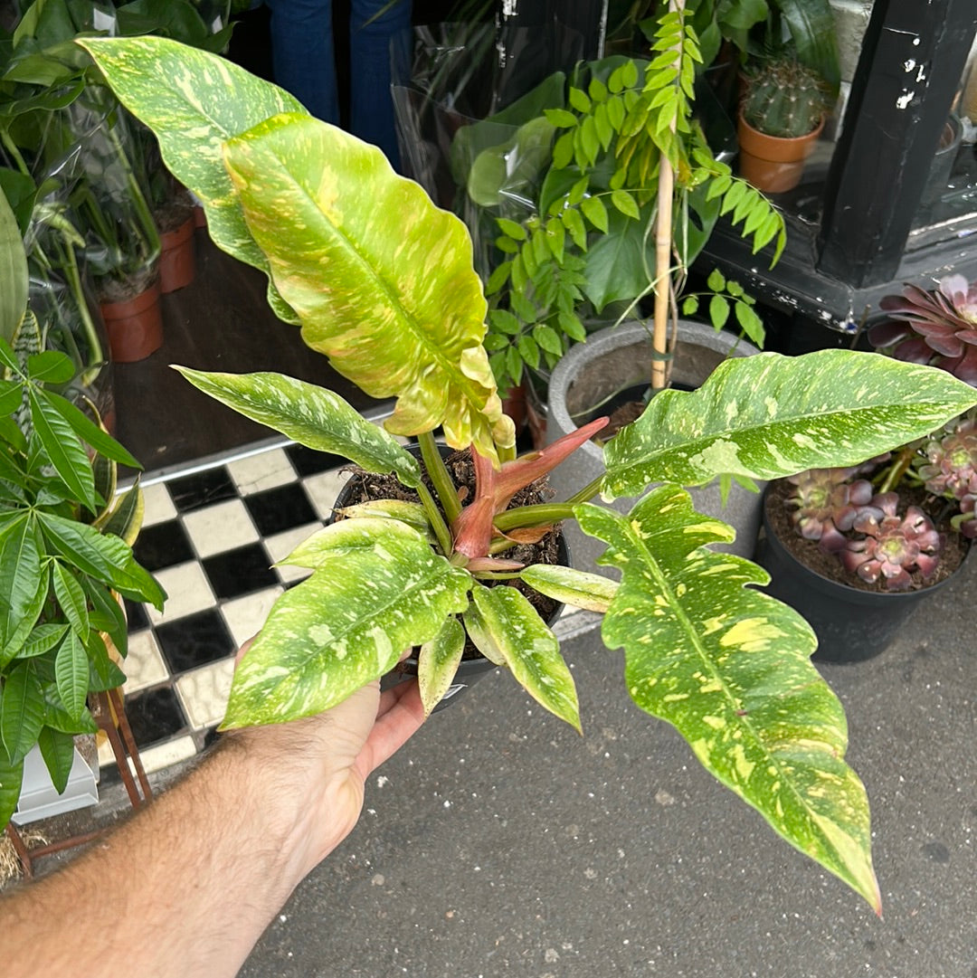 A Philodendron Ring of Fire plant in front of Urban Tropicana&