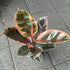 A Ficus Belize plant in front of Urban Tropicana&