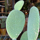 Opuntia Inermis