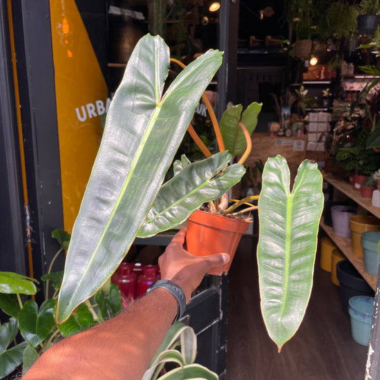 Philodendron Billietiae in front of Urban Tropicana’s store in Chiswick, London
