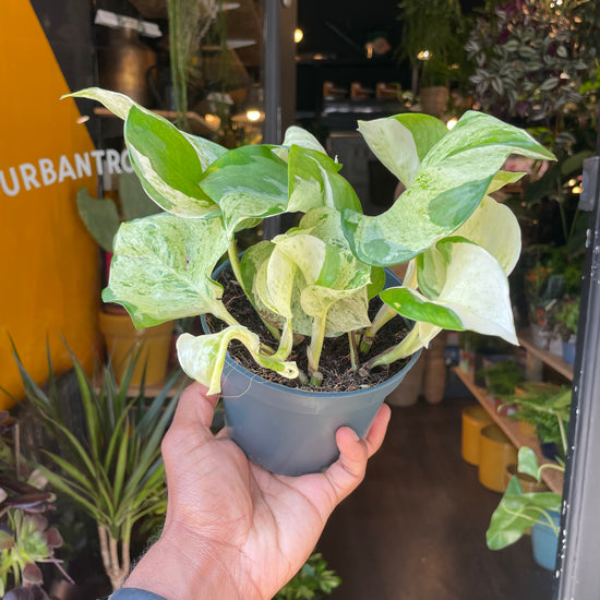 A Epipremnum Happy leaf plant also known as a pothos with green and white variegated leaves in front of Urban Tropicana&