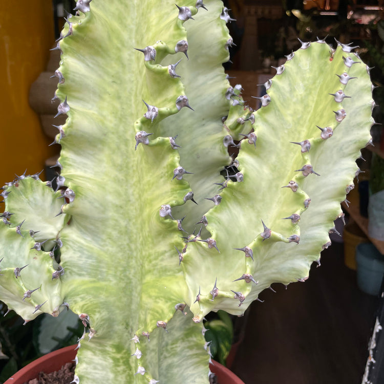 A Euphorbia Erytrea Variegata plant also known as a Candelabra Cactus in front of Urban Tropicana&