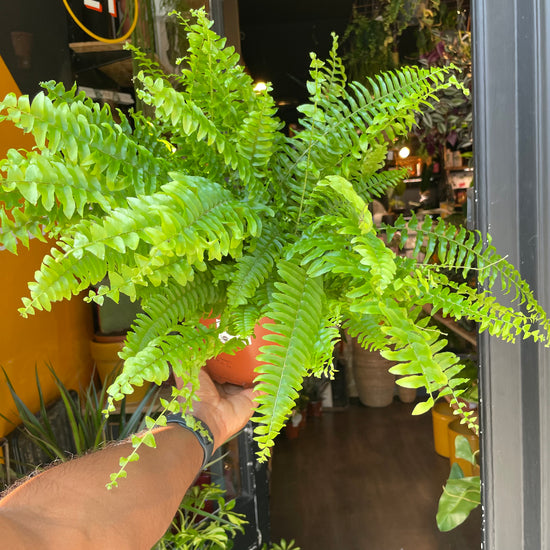 A Nephrolepsis Green Moment plant, also known as a Boston Fern, in front of Urban Tropicana&