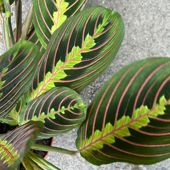 A Maranta Fascinator plant also known as a prayer plant in front of Urban Tropicana&