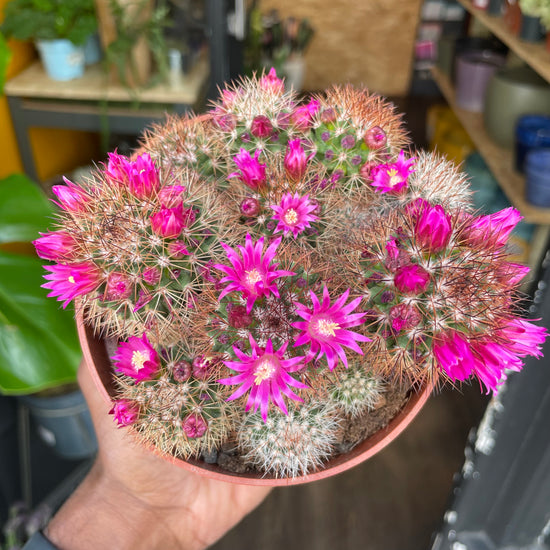 A Mammillaria Ernestii plant also known as a Woolly Nipple Cactus in front of Urban Tropicana&