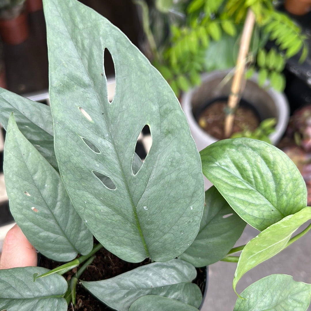 A Epipremnum Cebu Blue plant also know as a pothos in front of Urban Tropicana&