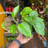 A Epipremnum Aureum plant also known as devils ivy with green and yellow variegated leaves in front of Urban Tropicana&