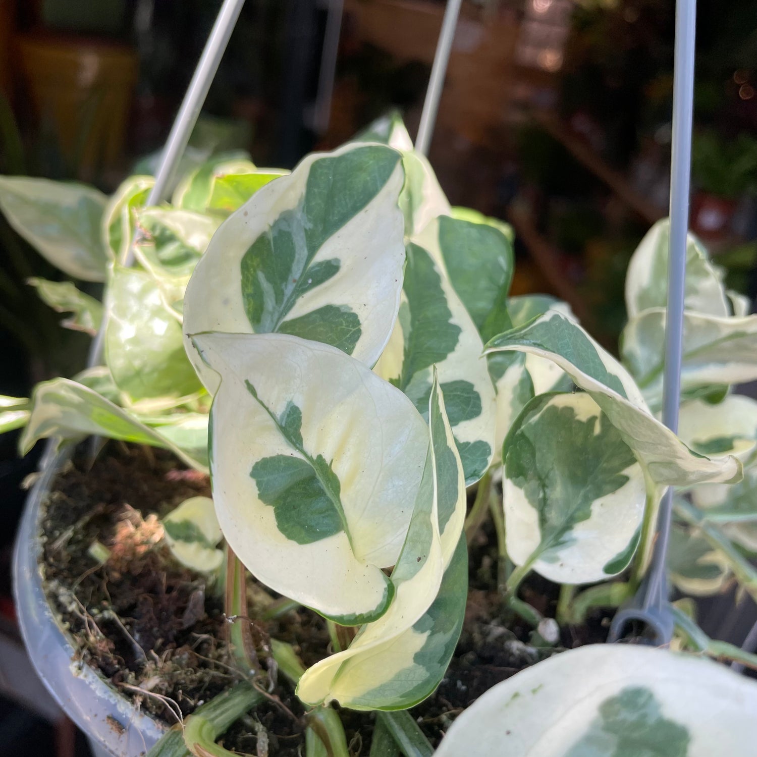 A Epipremnum Njoy plant also known as a pothos with green and white variegated leaves in front of Urban Tropicana&