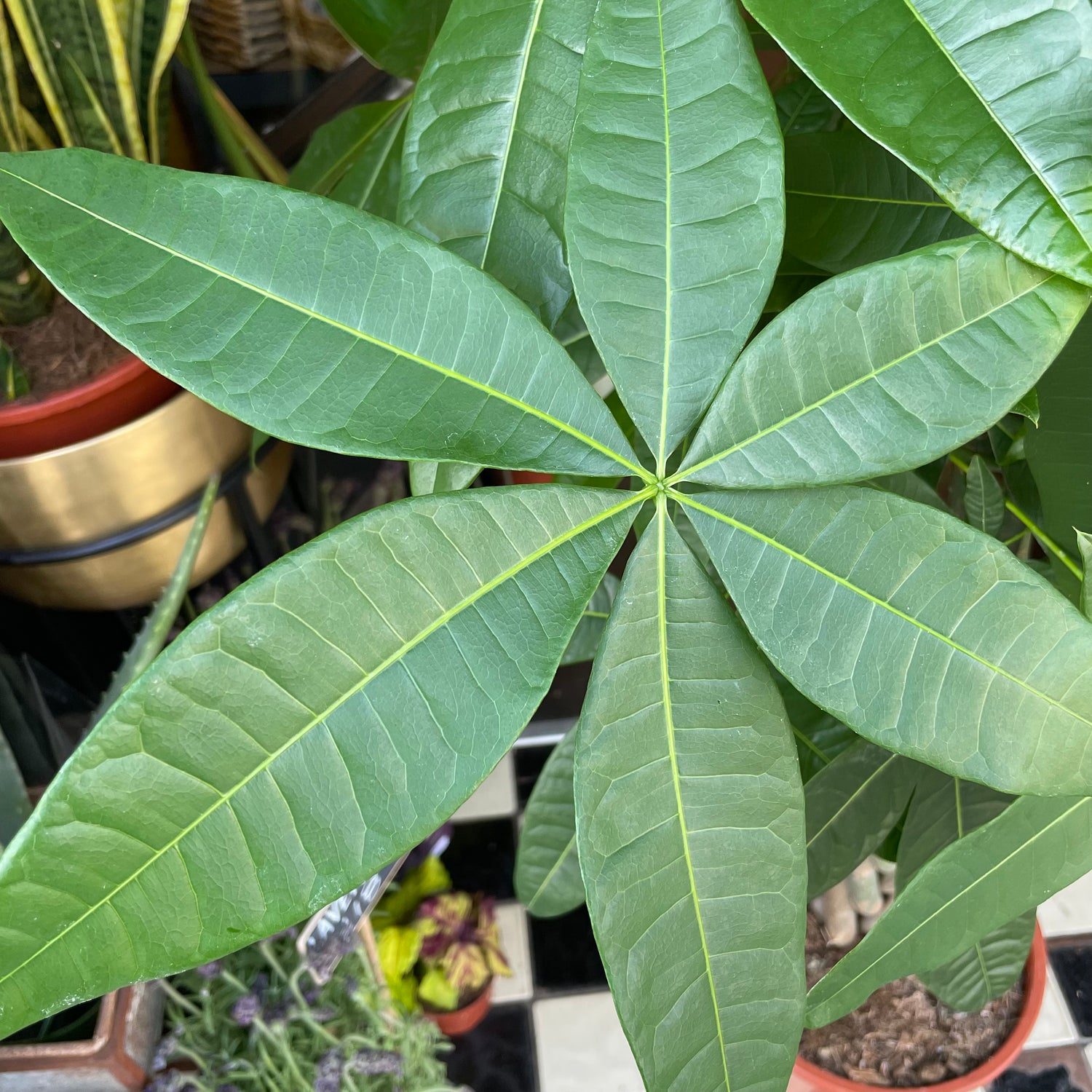 Pachira Aquatica, also known as Money Tree, in front Urban Tropicana&