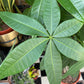 Pachira Aquatica, also known as Money Tree, in front Urban Tropicana&