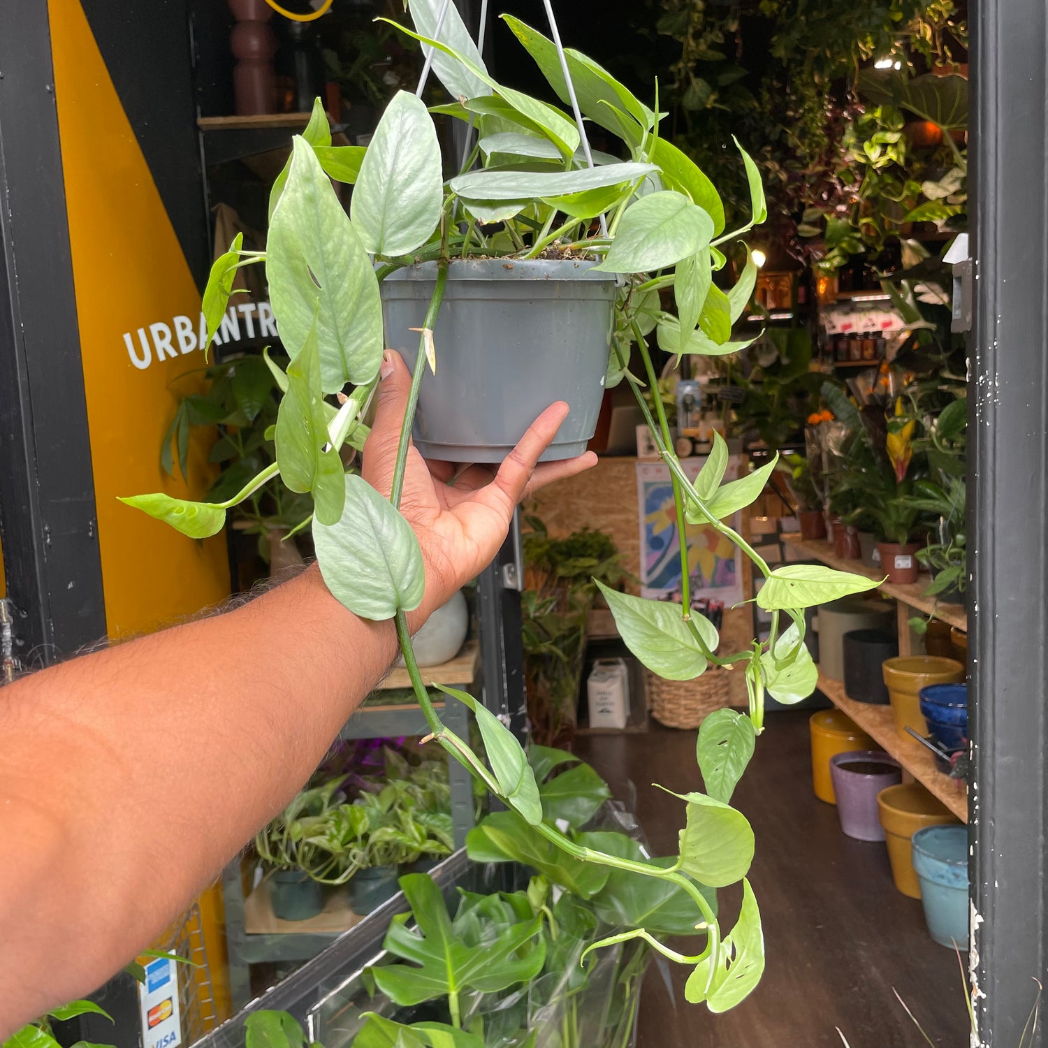 A Epipremnum Cebu Blue hanging plant also know as a pothos in front of Urban Tropicana&