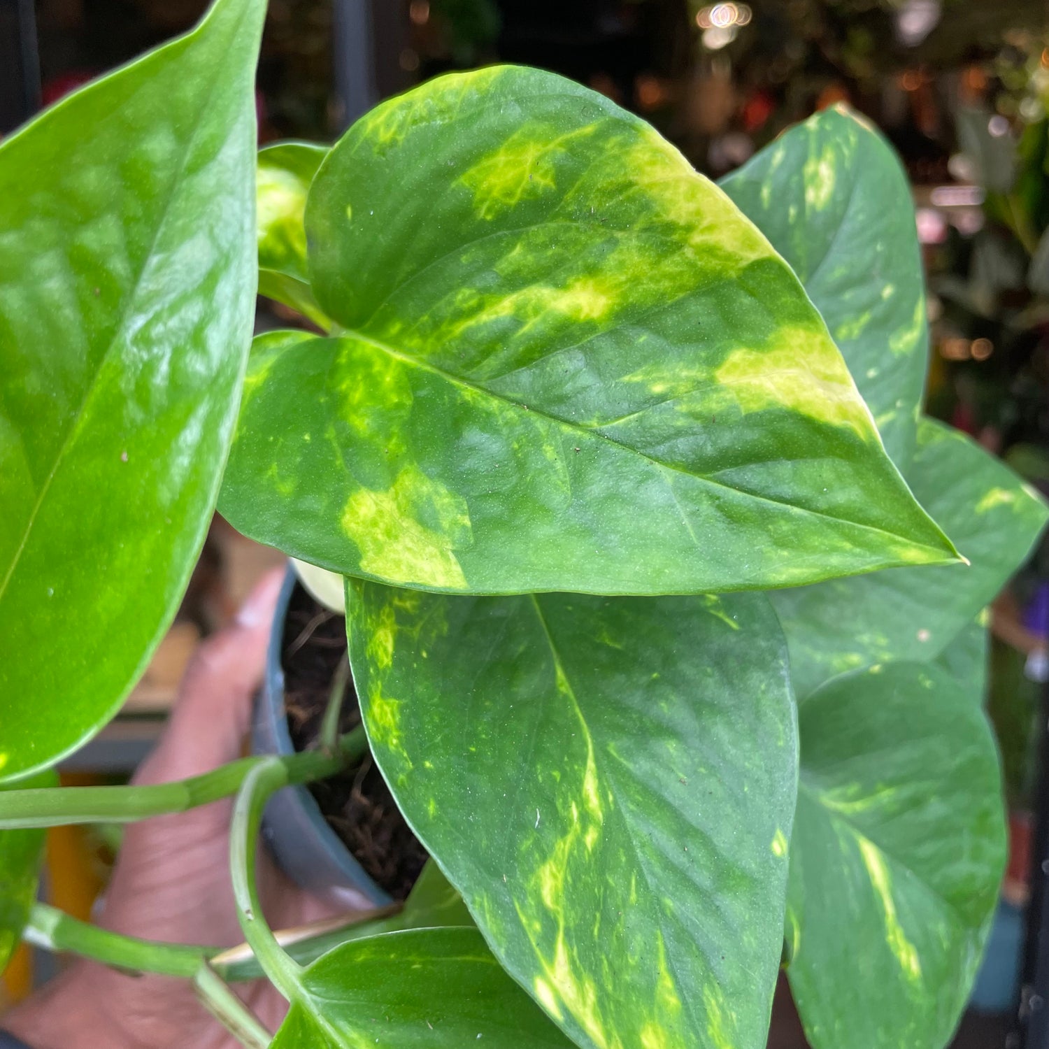 A Epipremnum Aureum plant also known as devils ivy with green and yellow variegated leaves in front of Urban Tropicana&