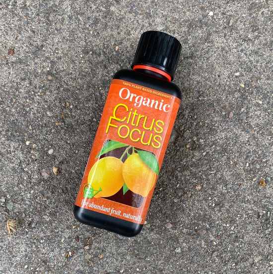 Organic Citrus Focus (300ml)