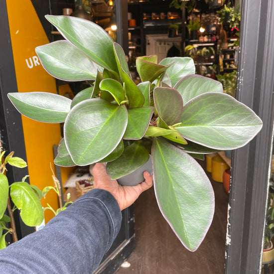 Peperomia Clusiifolia Red Margin in front of Urban Tropicana’s store in Chiswick, London