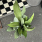 A Sansevieria Moonshine plant also know as a Snake Plant in front of Urban Tropicana&