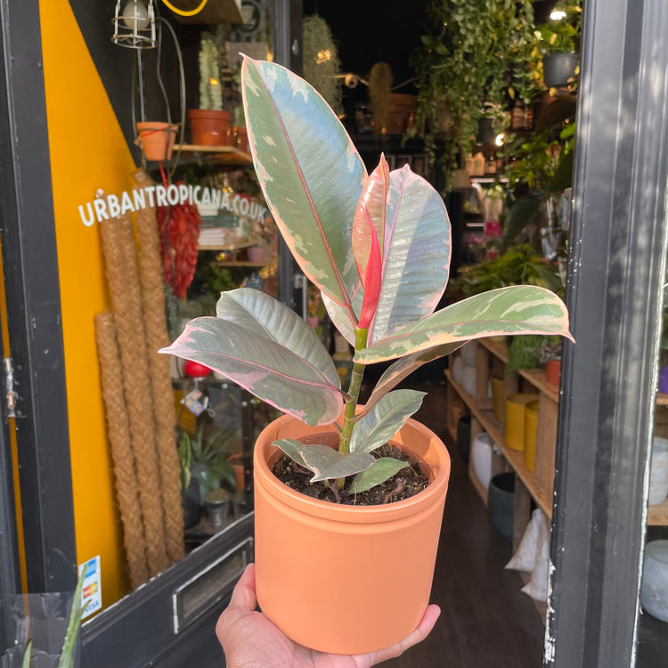 A Ficus Belize plant also know as a Rubber Plant in an orange pot in front of Urban Tropicana&