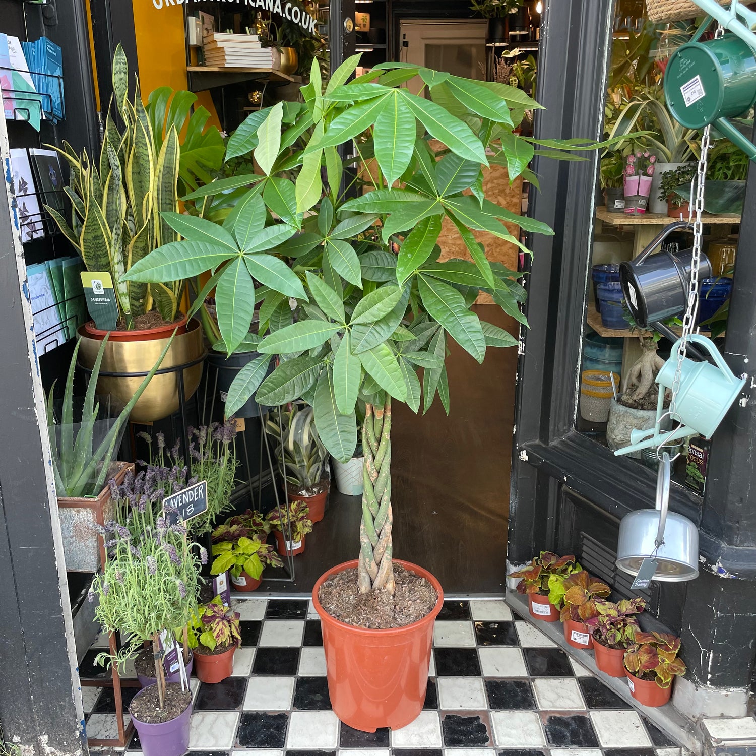 Pachira Aquatica, also known as Money Tree, in front Urban Tropicana&