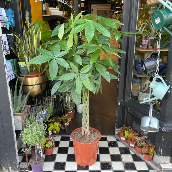 Pachira Aquatica, also known as Money Tree, in front Urban Tropicana&