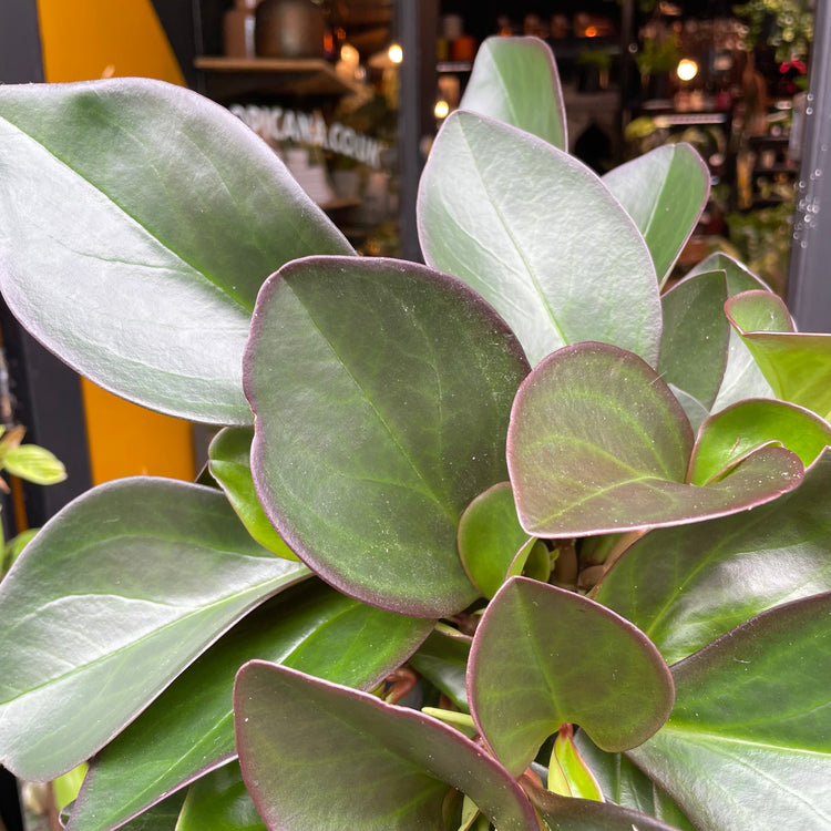 Peperomia Clusiifolia Red Margin in front of Urban Tropicana’s store in Chiswick, London