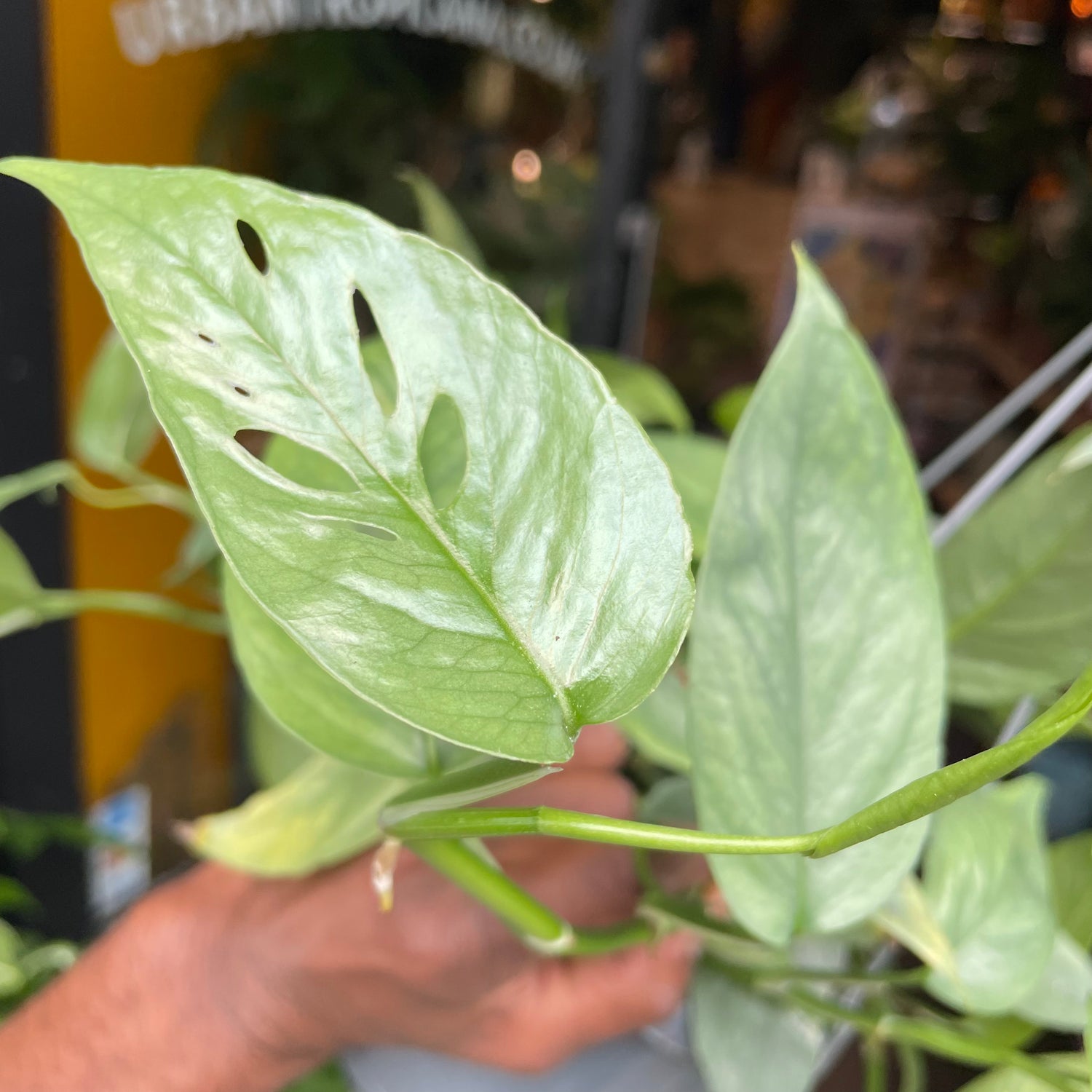 A Epipremnum Cebu Blue hanging plant also know as a pothos in front of Urban Tropicana&