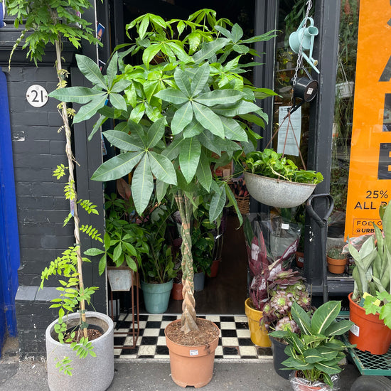 Pachira Aquatica (30cm pot)