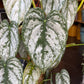Philodendron Brandtianum Mosspole