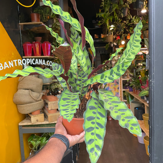 A plant with sword-shaped leaves with red backs and light and dark green patterned fronts. It is known as a Calathea Lancifolia in front of Urban Tropicana&