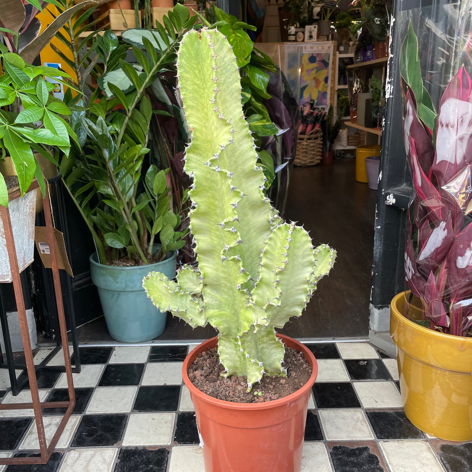 A Euphorbia Erytrea Variegata plant also known as a Candelabra Cactus in front of Urban Tropicana&