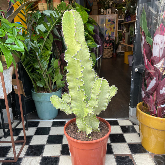 Euphorbia Erytrea Variegata