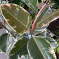 A Ficus Tineke also know as a Rubber Plant in front of Urban Tropicana&