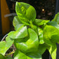A Epipremnum Global Green plant also known as a pothos with dark and light green variegated leaves in front of Urban Tropicana&