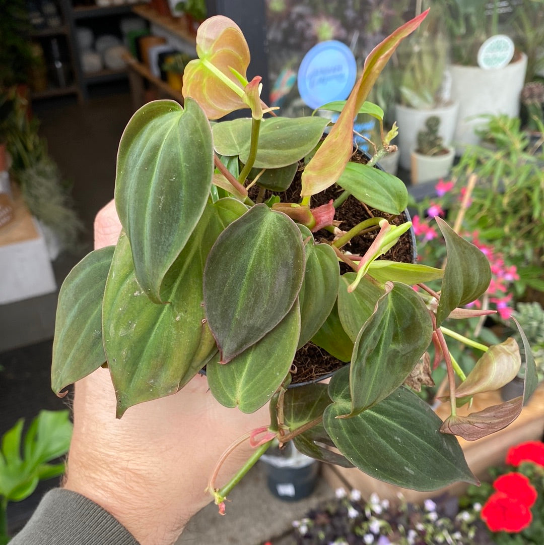 Philodendron Scandens Micans in front of Urban Tropicana&