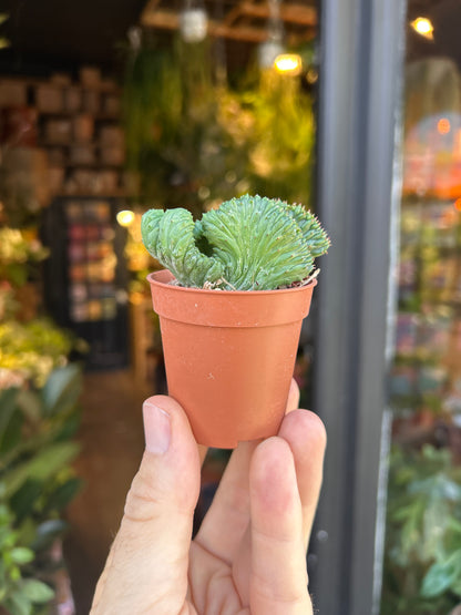 An Euphorbia Enopla Cristata plant in front of Urban Tropicana’s Plant Shop in Chiswick London