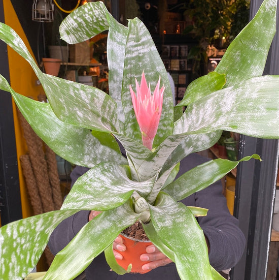 A Urn plant also know as a Aechmea Primera in front of Urban Tropicana&