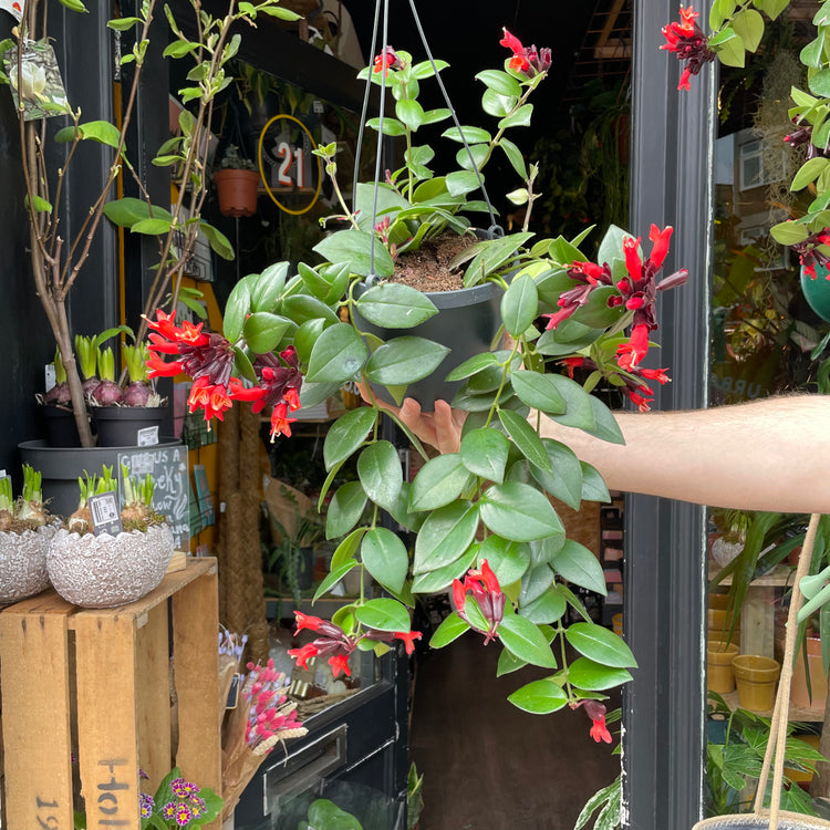 A Lipstick plant also know as a Aeschynanthus Mona Lisa in front of Urban Tropicana&
