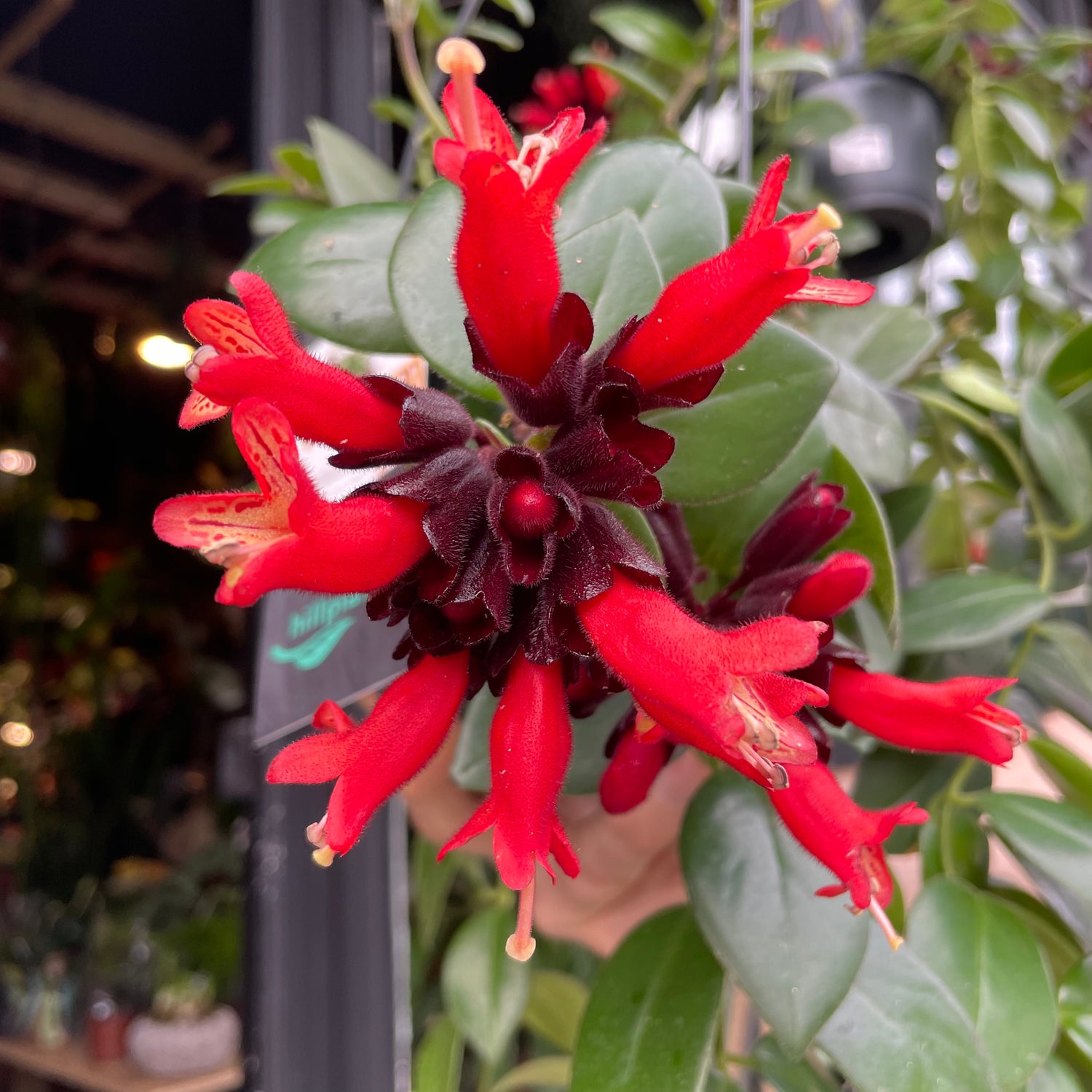 A Lipstick plant also know as a Aeschynanthus Mona Lisa in front of Urban Tropicana&