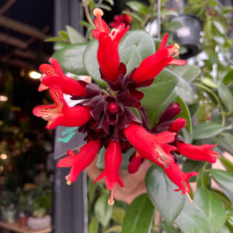 A Lipstick plant also know as a Aeschynanthus Mona Lisa in front of Urban Tropicana&
