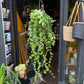 A Aeschynanthus Rasta plant also known as a lipstick plant in a hanging pot in front of Urban Tropicana plant shop in Chiswick London