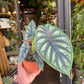 An Alocasia Baganda ‘Dragon Scale’  plant also know as a Dragon Scale in front of Urban Tropicana&