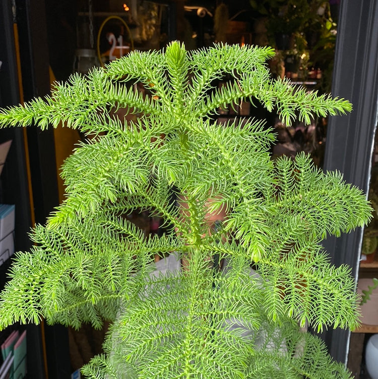 A Araucaria Heterophylla plant also know as a Norfolk Island Pine in front of Urban Tropicana&