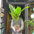 A Aspidistra Elatior plant also know as a Cast Iron Plant in front of Urban Tropicana&