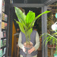 A Aspidistra Elatior plant also know as a Cast Iron Plant in front of Urban Tropicana&